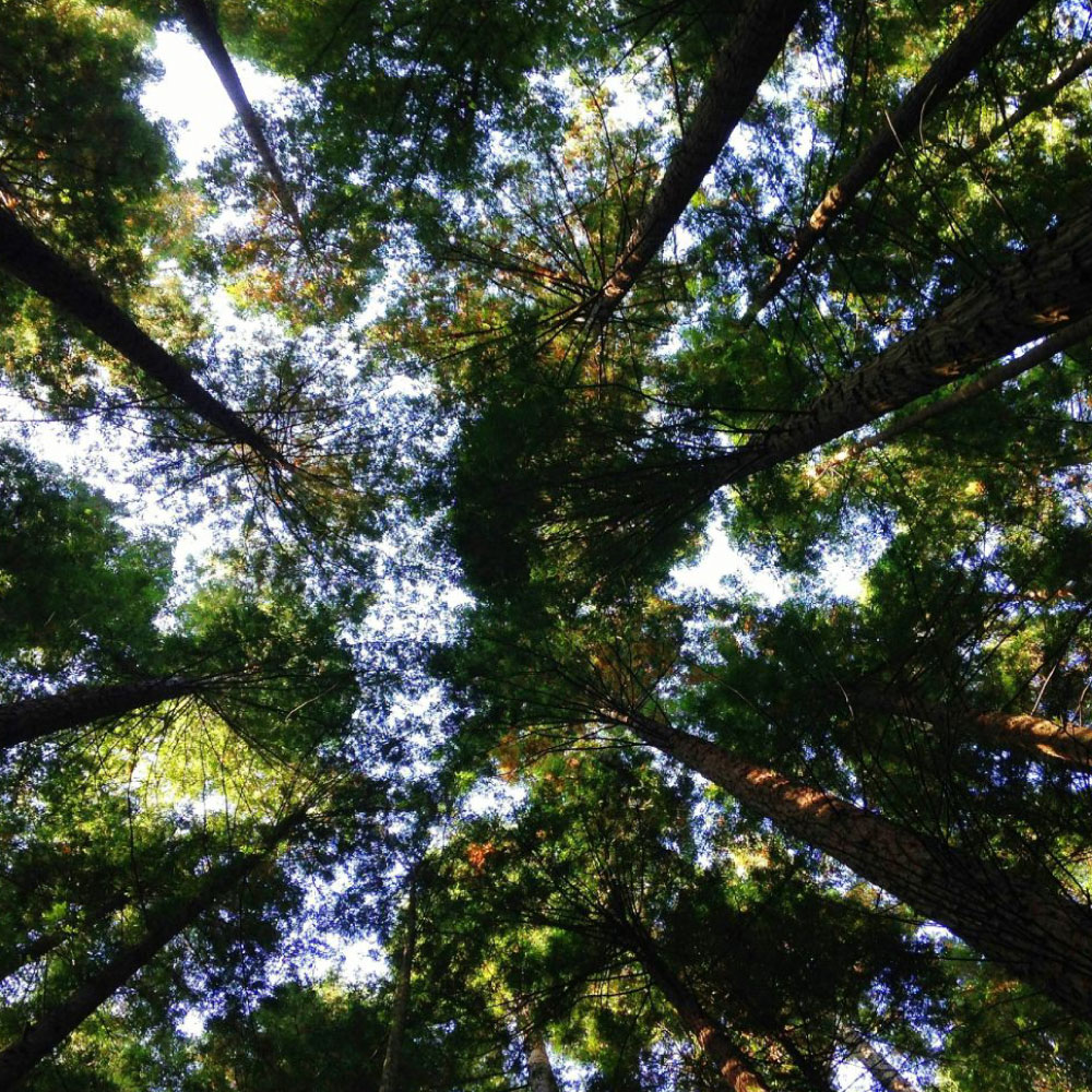 environmental-foliage